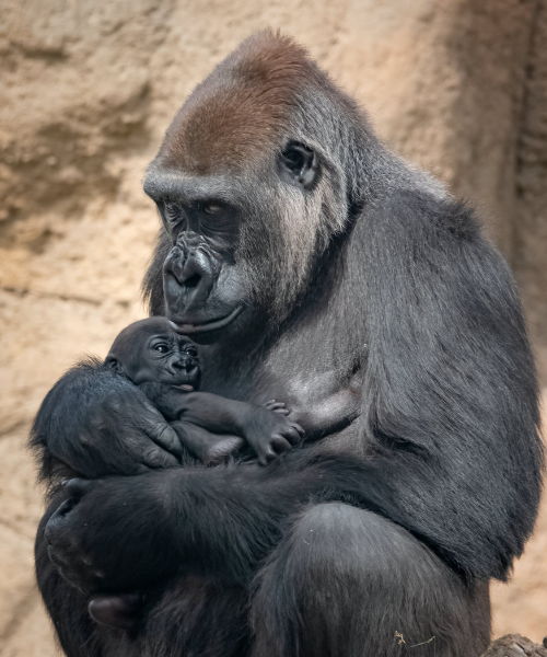 Mamá gorila acurruca a su bebé sol marrón