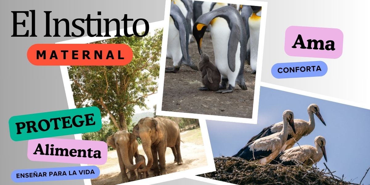 Padres animales con sus crías, cigüeñas, elefantes y pingüino