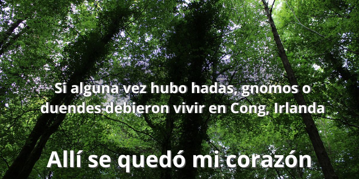 Verde, bosque, naturaleza